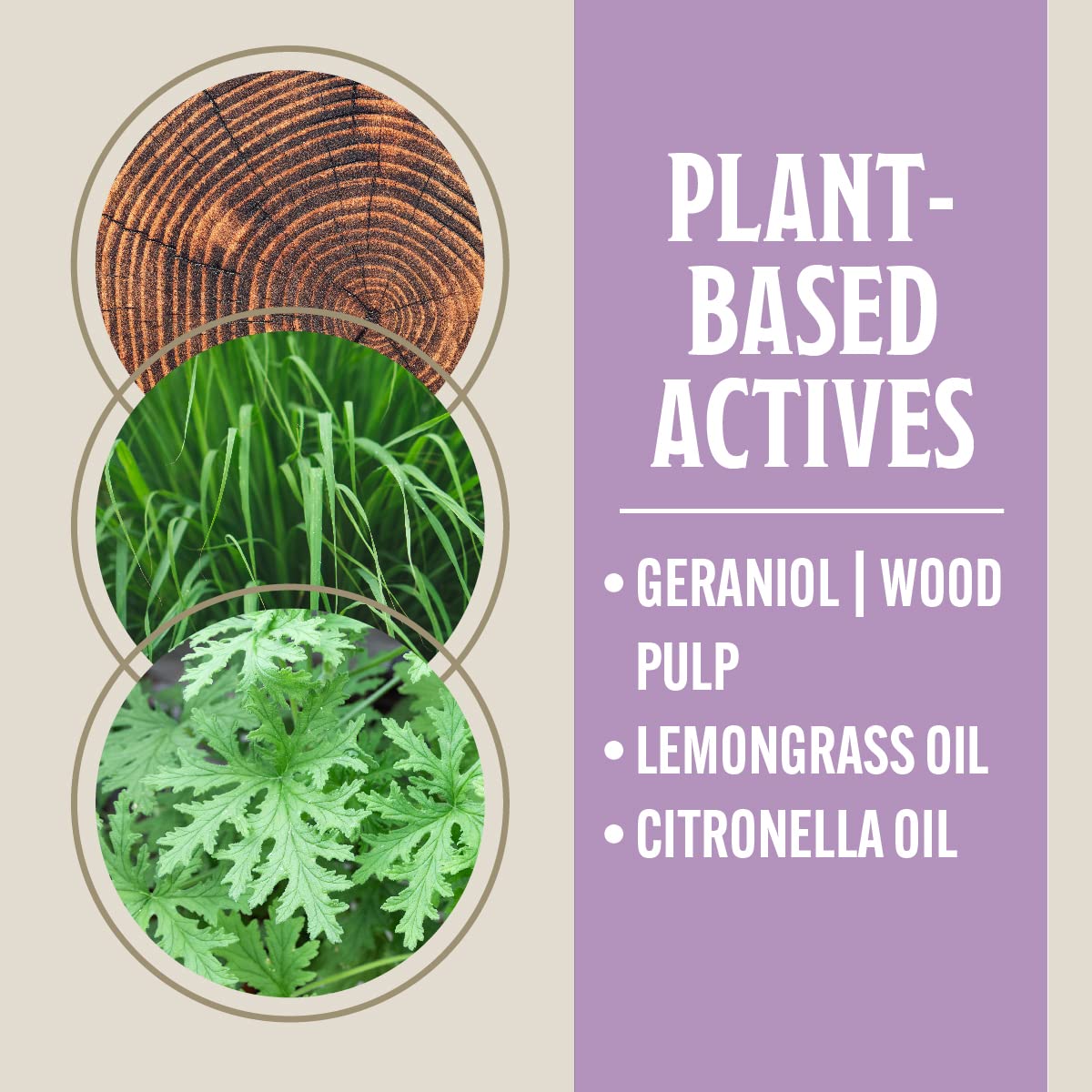 Grandpa Gus's Natural Bed Bug Spray, Plant-Based Bug Control for Home, Mattresses, Furniture, Carpets, and Bedding, Kills Bed Bugs and Eggs, Safe for Kids and Pets, 16 fl oz