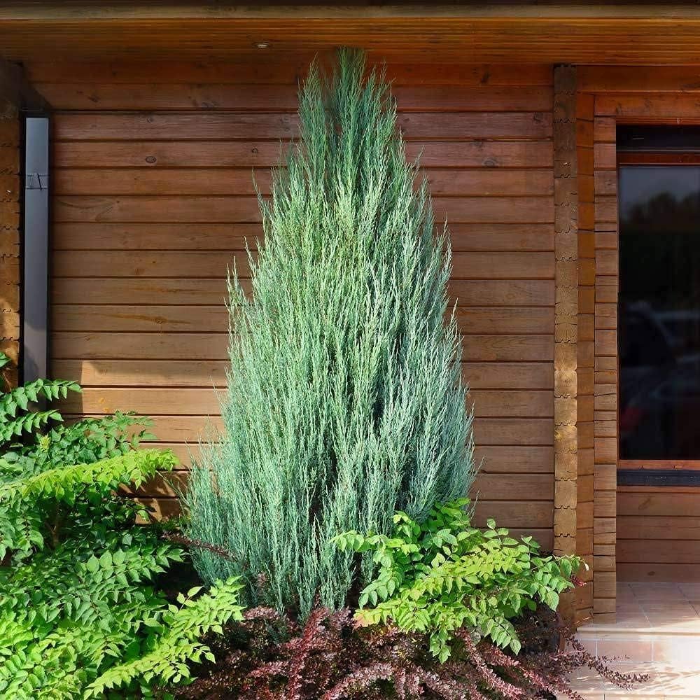 Skyrocket Juniper | 1 Large Gallon Size Plant | Juniperus Scopulorum | Evergreen Privacy Screen, Fast Growing Landscape Tree, Low Maintenance Garden, Ornamental Foliage, Drought Tolerant Plant