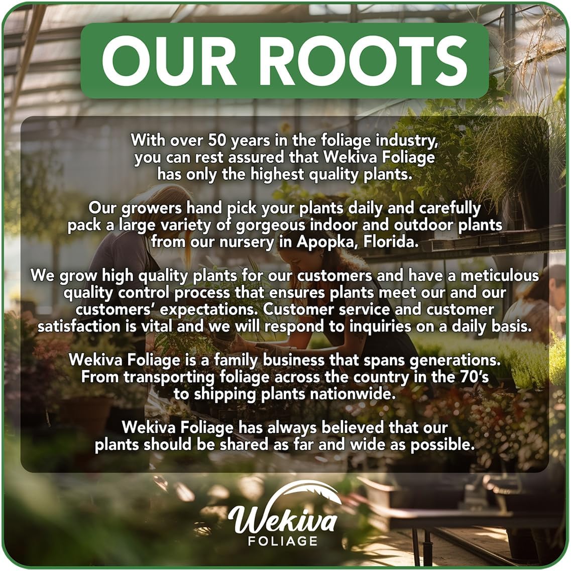 Magnolia Fig Tree - 4 Live Starter Plants - Ficus Carica - Edible Fruit Tree for The Patio and Garden