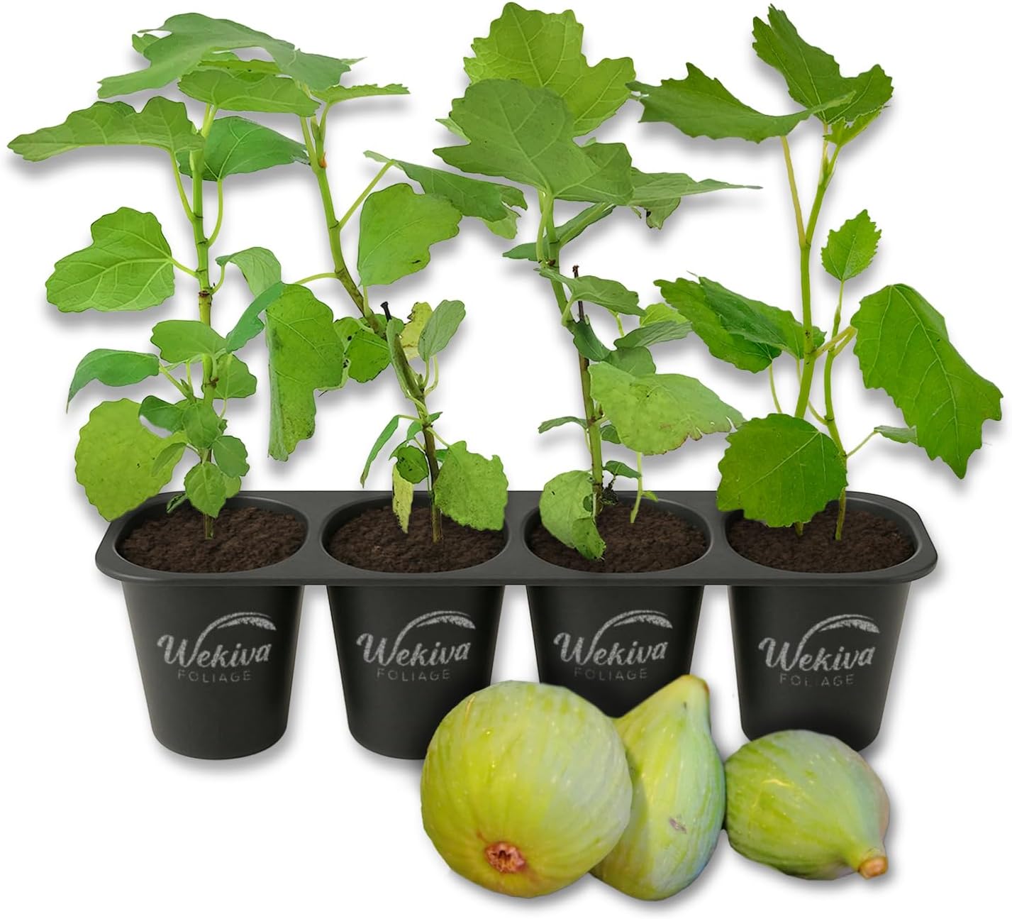 Fignomenal Fig Tree - 4 Live Starter Plants - Ficus Carica - Edible Fruit Tree for The Patio and Garden