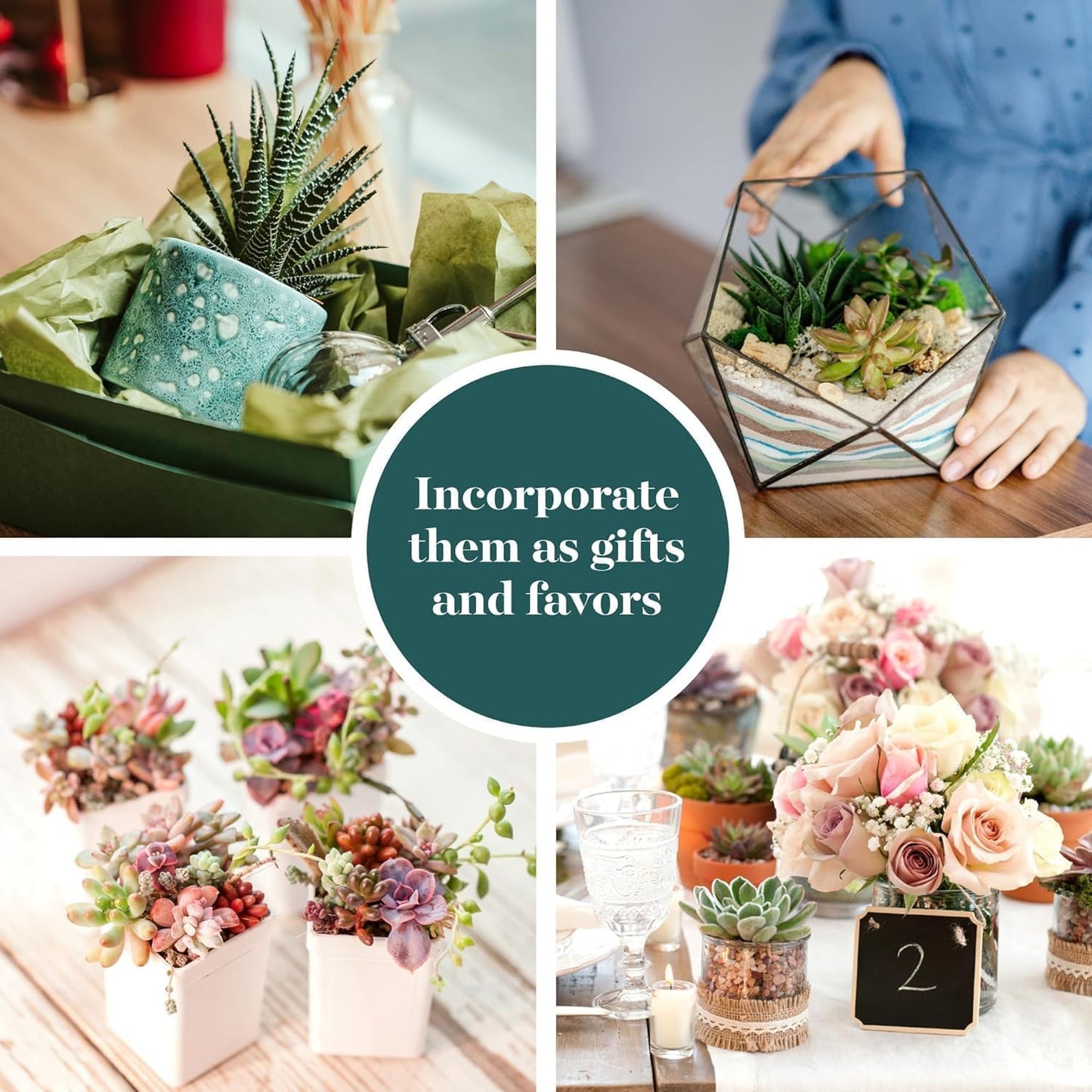 Shop Succulents Unique Succulent Plant Pack Collection - Live Mini Succulent Plants, Low Maintenance, Exceptional Colors & Textures - Wedding and Party Favors, Gift & Garden, Pack of 20