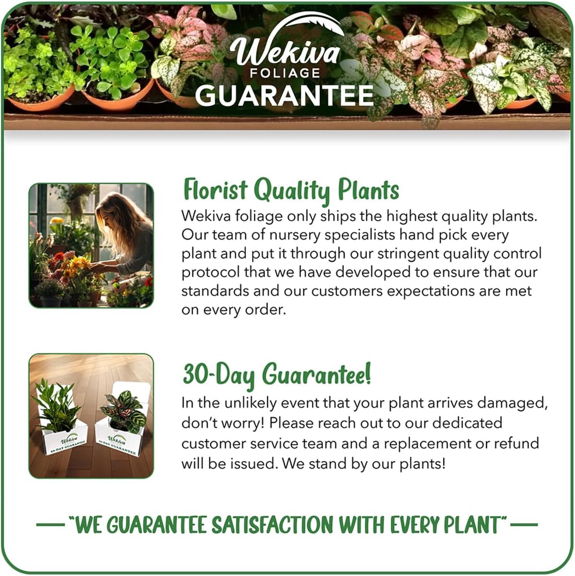 Yellow Long Neck Fig Tree - 4 Live Starter Plants - Ficus Carica - Edible Fruit Tree for The Patio and Garden