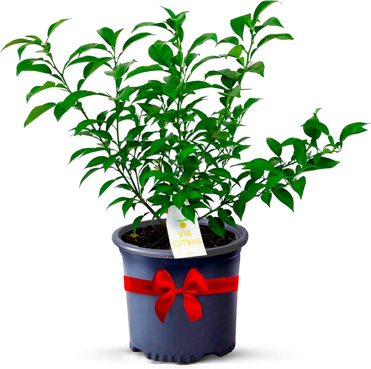 Yuzu Citrus Fruit Trees Live Plants 14-18" Tall - Outdoor Planting & Indoor Fruit Trees Live Plants, No Shipping to CA, AZ,TX,LA - Yuzu Tree Plant, Wild Mandarin Orange Tree Variety by Via Citrus
