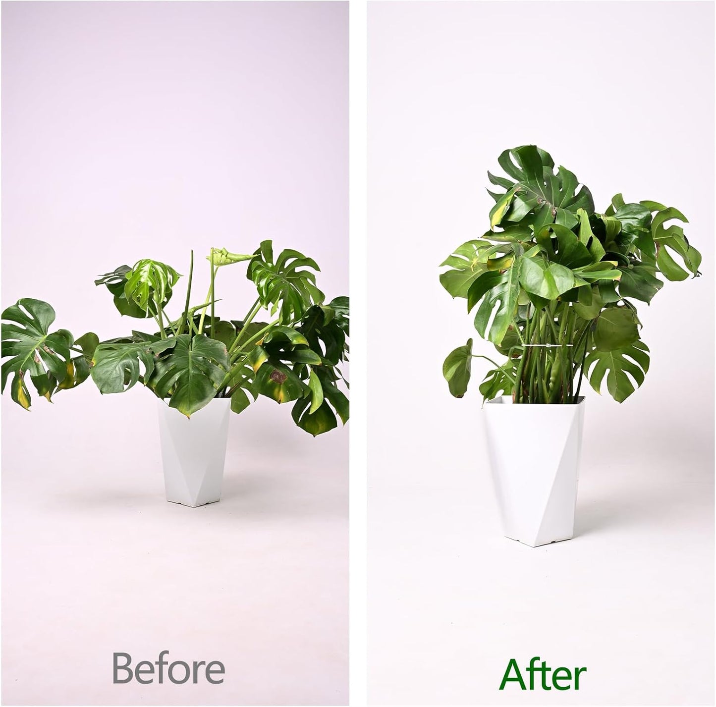 5PCS Monstera Plant Support Hook - 5.5x5.5 inch Premium Indoor Stem Stabilizer for Monstera & Fishbone Cactus, Durable,Easy Installation, Gentle Protection for Healthy Plant Growth