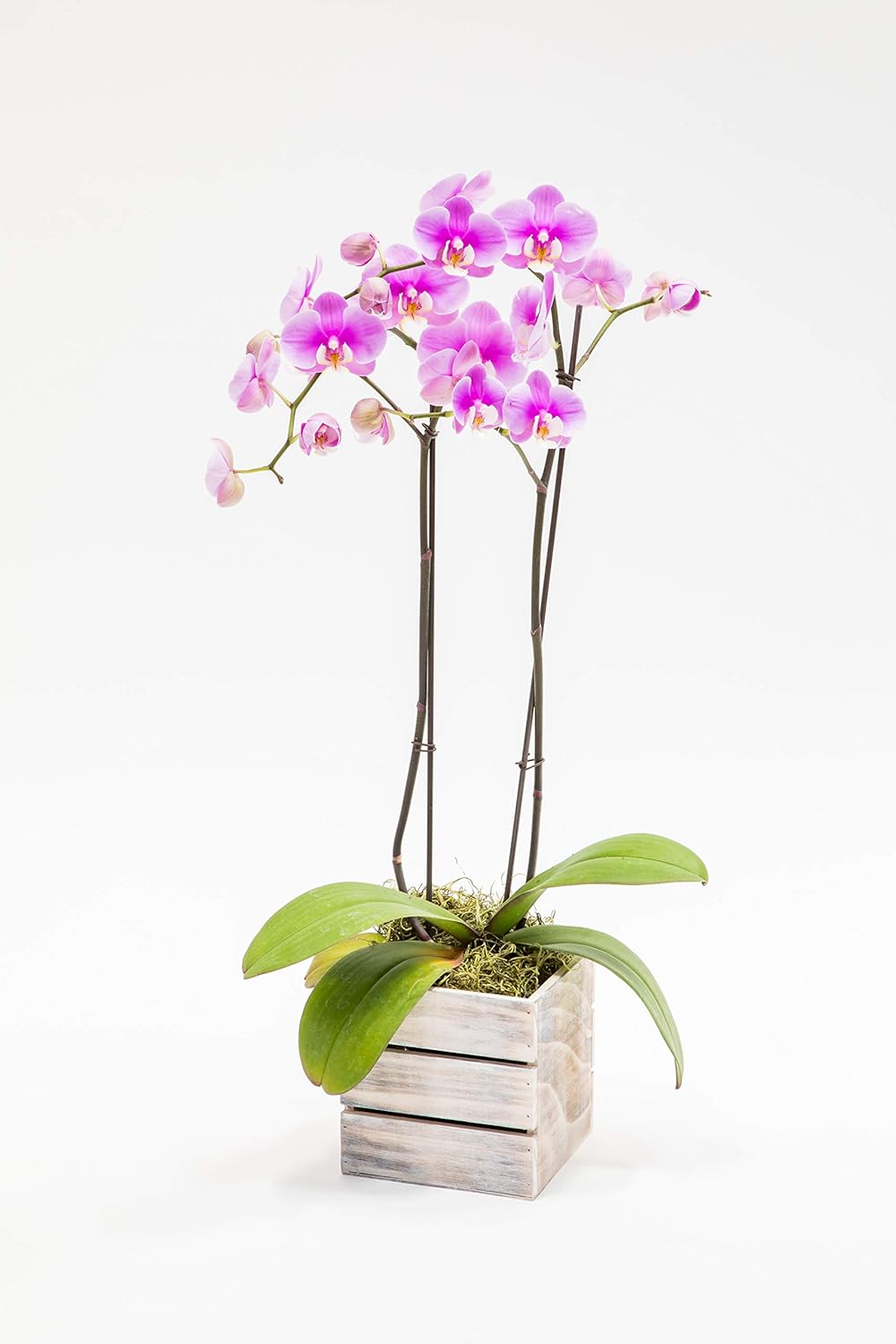 Wood Planter Box with Wine Crate Styled, 5 Inch Square, Whitewash, Plastic Liner, Garden Centerpiece Display, Wedding Flowers Holder, Home and Venue Decor (5x5 Wine Crate Set of 4, Whitewash)