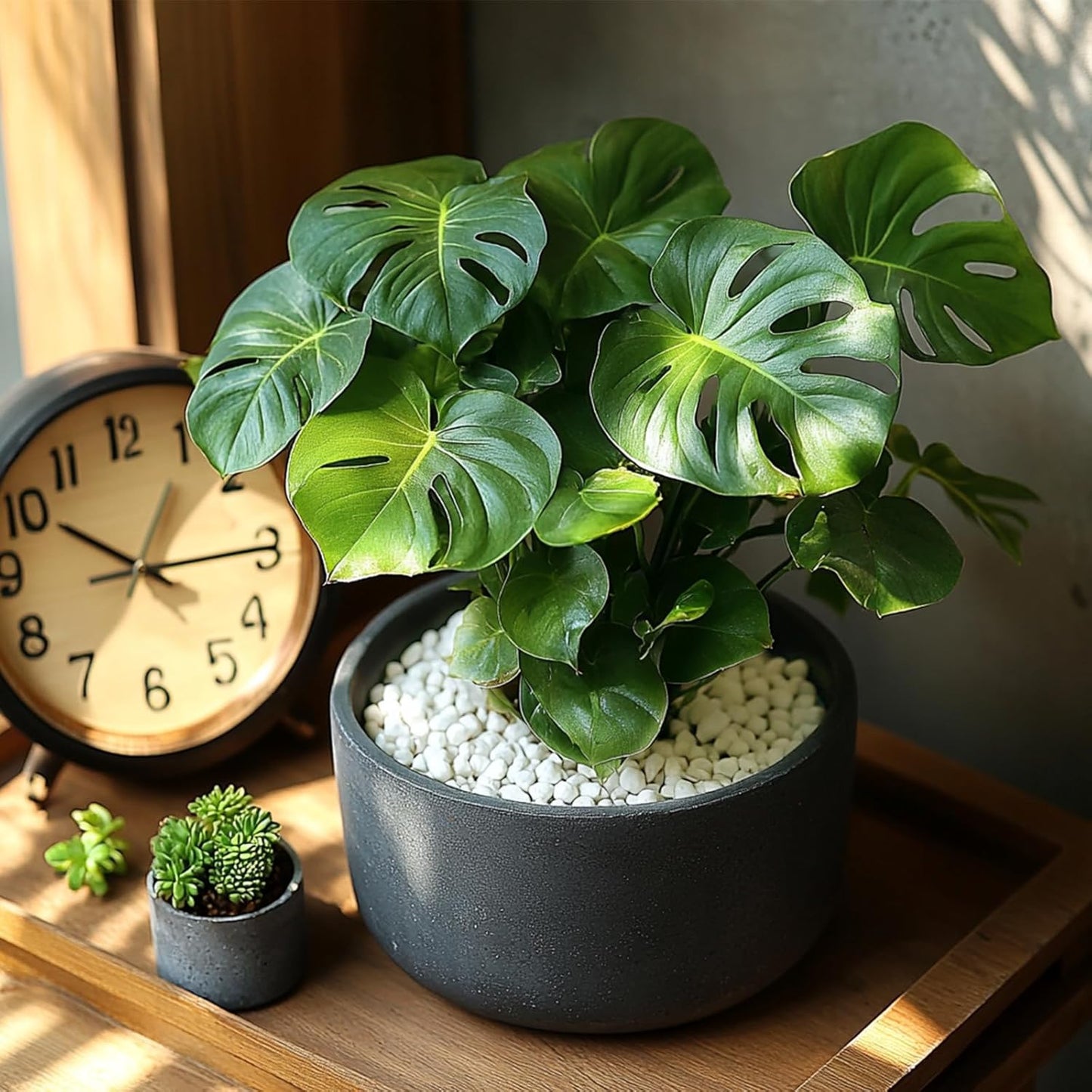 1/5 Inch White Succulent Cactus Gravel, 5 lbs – Ideal for Succulent Plant Pots, Vase Fillers, Glass Containers, Aquariums, Patios, and Outdoor Gardening River Stones (White, 5 Pounds)