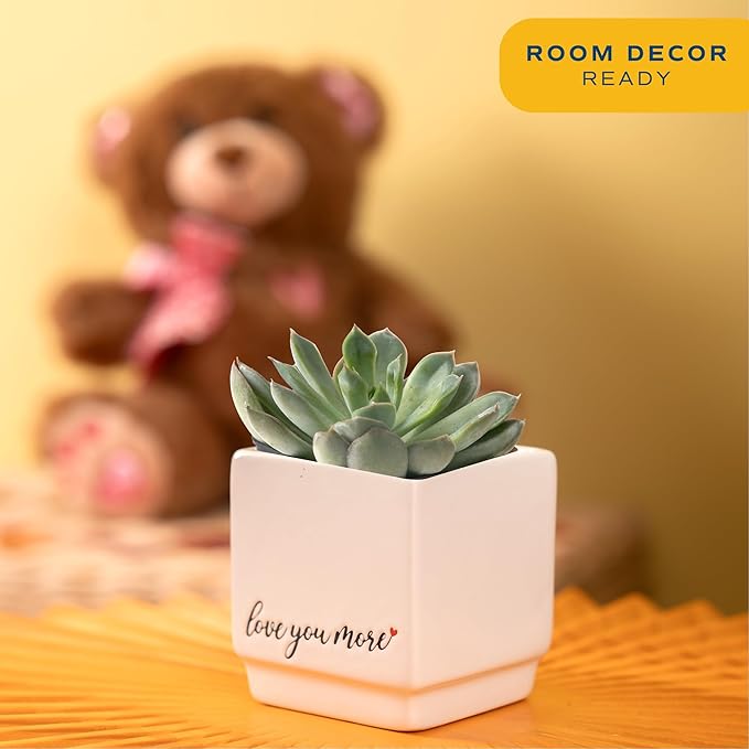 Costa Farms Mini Live Succulents, Echeveria Houseplant, Beautiful Live Indoor Plants in Cute Décor Stone Planter Pots, Great Gift for Perfect Room Décor, 4-Inches Tall (2-Pack)