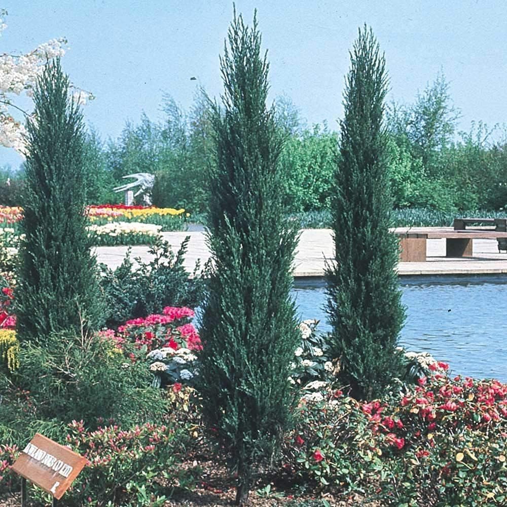 Skyrocket Juniper | 3 Live Plants | Juniperus Scopulorum | Evergreen Privacy Screen, Fast Growing Landscape Tree, Low Maintenance Garden, Ornamental Foliage, Drought Tolerant Plant