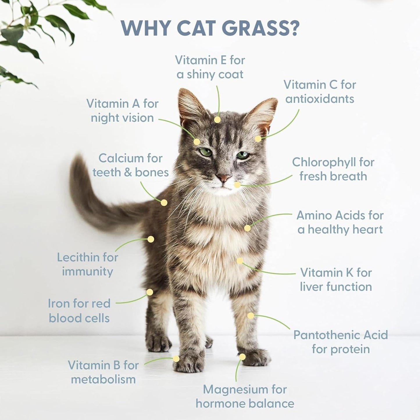 The Cat Ladies Cat Grass Kit Complete with Rustic Wood Planter, Organic Seed and Soil. Easy to Grow - Great for Indoor or Outdoor Cat, Dogs and Other Pets. Prevent Hairballs and Aid Digestion…