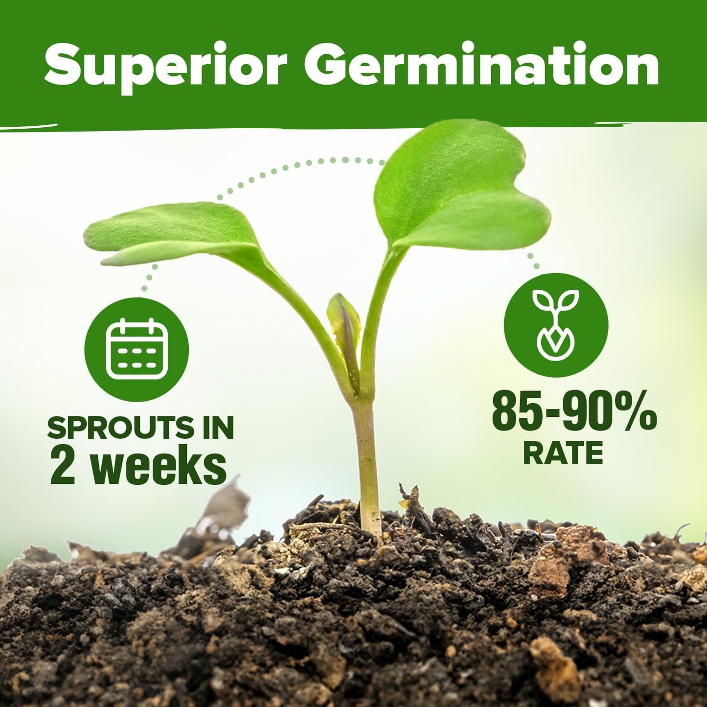 HOME GROWN 30 Herb Seeds for Planting 9,500+ Non-GMO Heirloom Seeds | Extra Large Variety Pack Herb Kit – Indoor Outdoor & Hydroponic | Culinary Seed Set | Grow Your Own Herbs | Gardening Gift