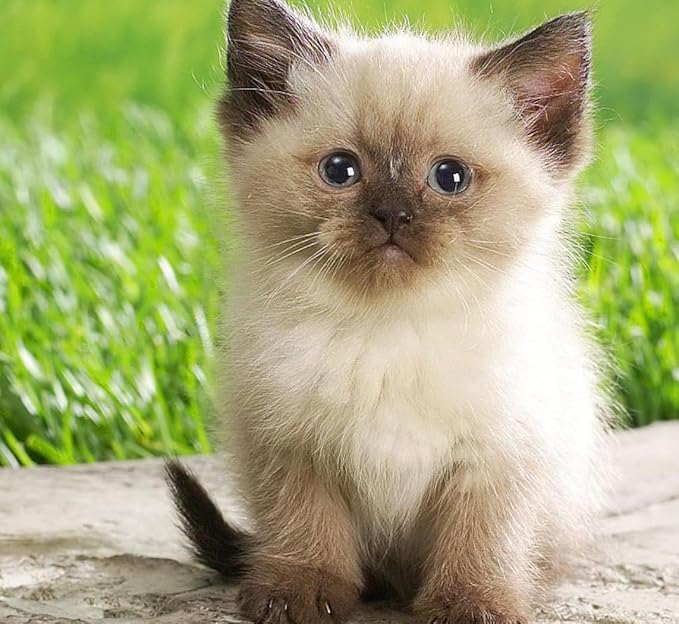 Simple Cat Grass Blend | 100% US Organic + 4 Popular Seeds | Wheat, Barley, Oats, Rye Mix Combo | Show Your Love with a Healthy Pet Snack Treat (6 Ounce ~4800 Seeds)