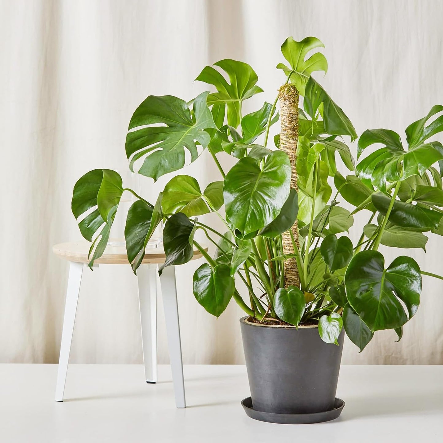 48 Inch Bendable Moss Pole for Plants Monstera, Coir Plant Pole Stick, Support Stake for Climbing Plants Indoor, Pothos, Philodendron, Moss Pole kit, Plant Support Stake for Plants Indoor