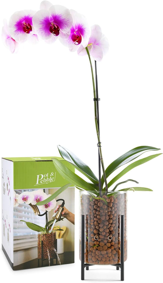 Pot & Pebble - C8 Glass Planter with Decorative Metal Base - Plant Propagation Station with Water Level Control - Plant Cutting Holder for LECA Clay Pebbles/Similar Media - Semi Hydroponic Planter
