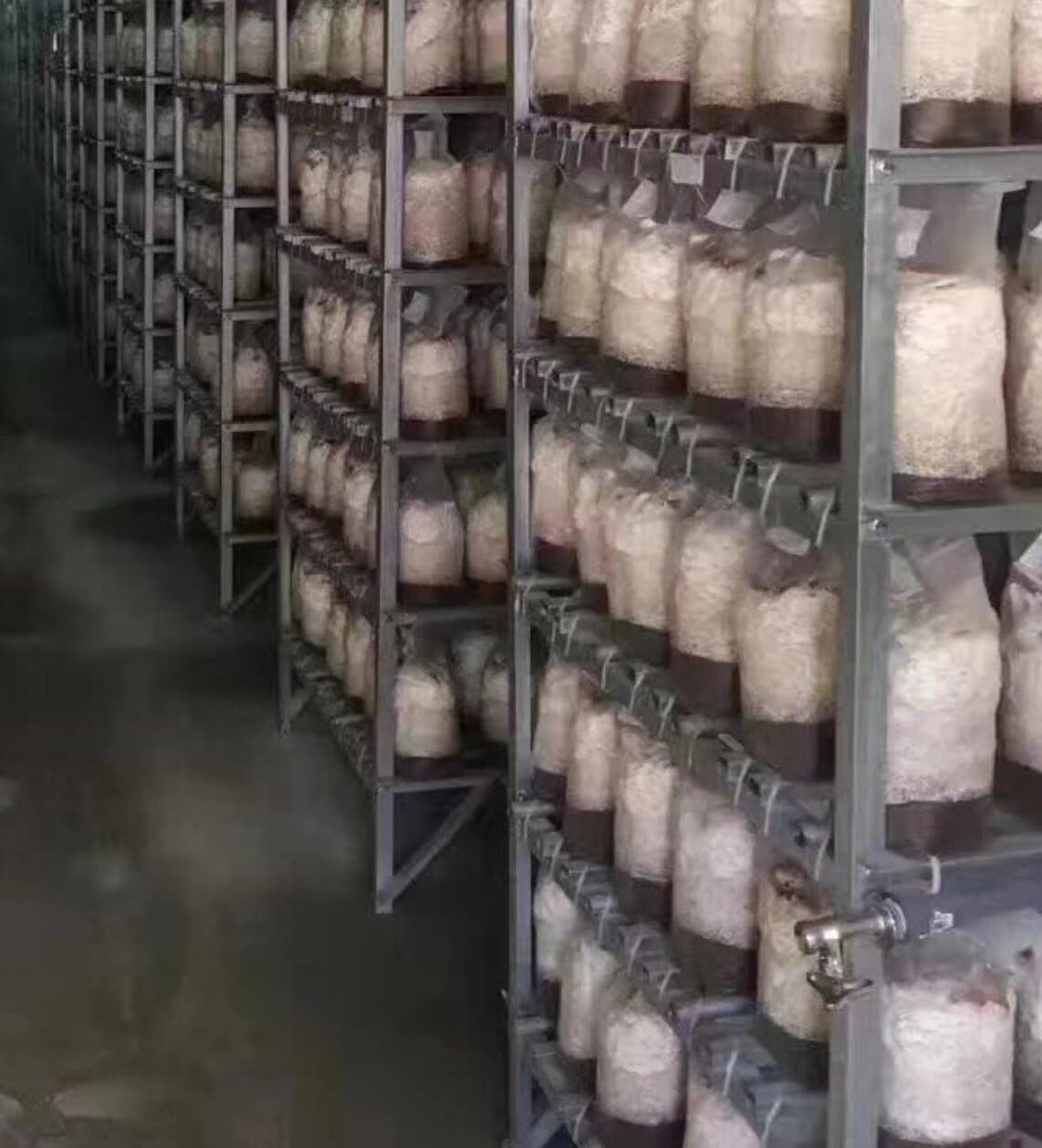 SUCOHANS Mushroom Bags - Large Size 8" X 5" X 19", 0.5 Micron Filter 3 Mil Polypropylene, for Substrate Mushroom Cultivation