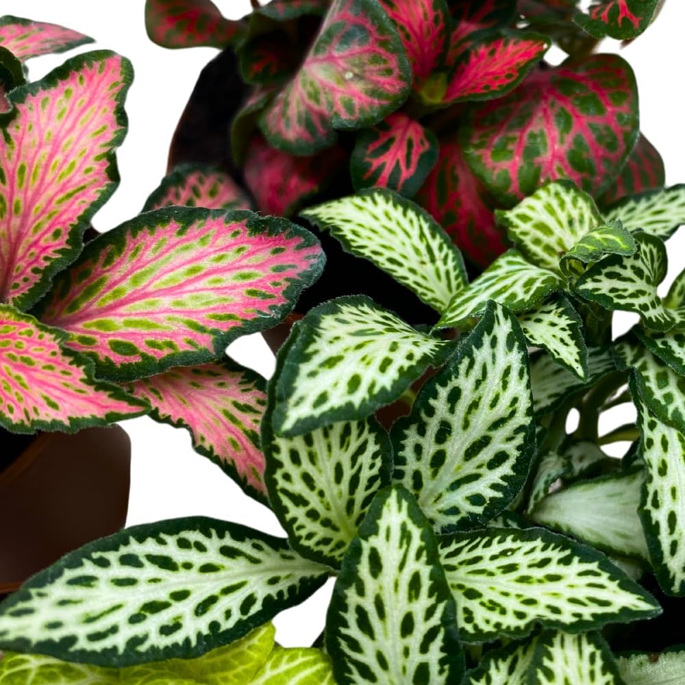 BubbleBlooms Fittonia Assortment 2 inch Set of 4