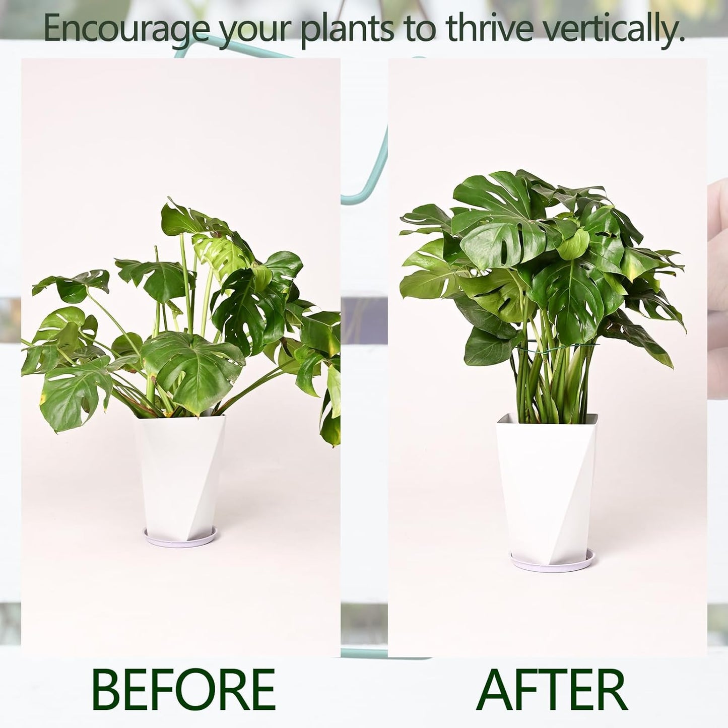 5PCS Green Monstera Plant Stem Support - 11x9.4 Adjustable Fishbone Cactus Stake Holder, Durable, Sturdy Design, Easy Installation, Gentle Grip for Indoor Plants