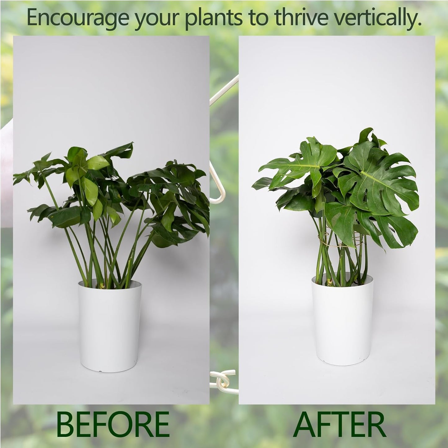 Monstera Plant Support Stem Stabilizer 9 * 7.6 inches- Durable Leaf Holder & Adjustable Stake for Fishbone Cactus, Easy to Install Garden Tool for Optimal Growth in Indoor Plants