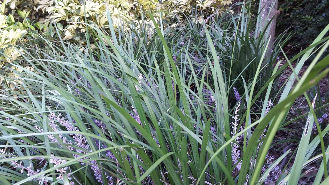Evergreen Giant Liriope Muscari - 30 Live Plants - Drought Tolerant Low Maintenance Evergreen Groundcover Grass