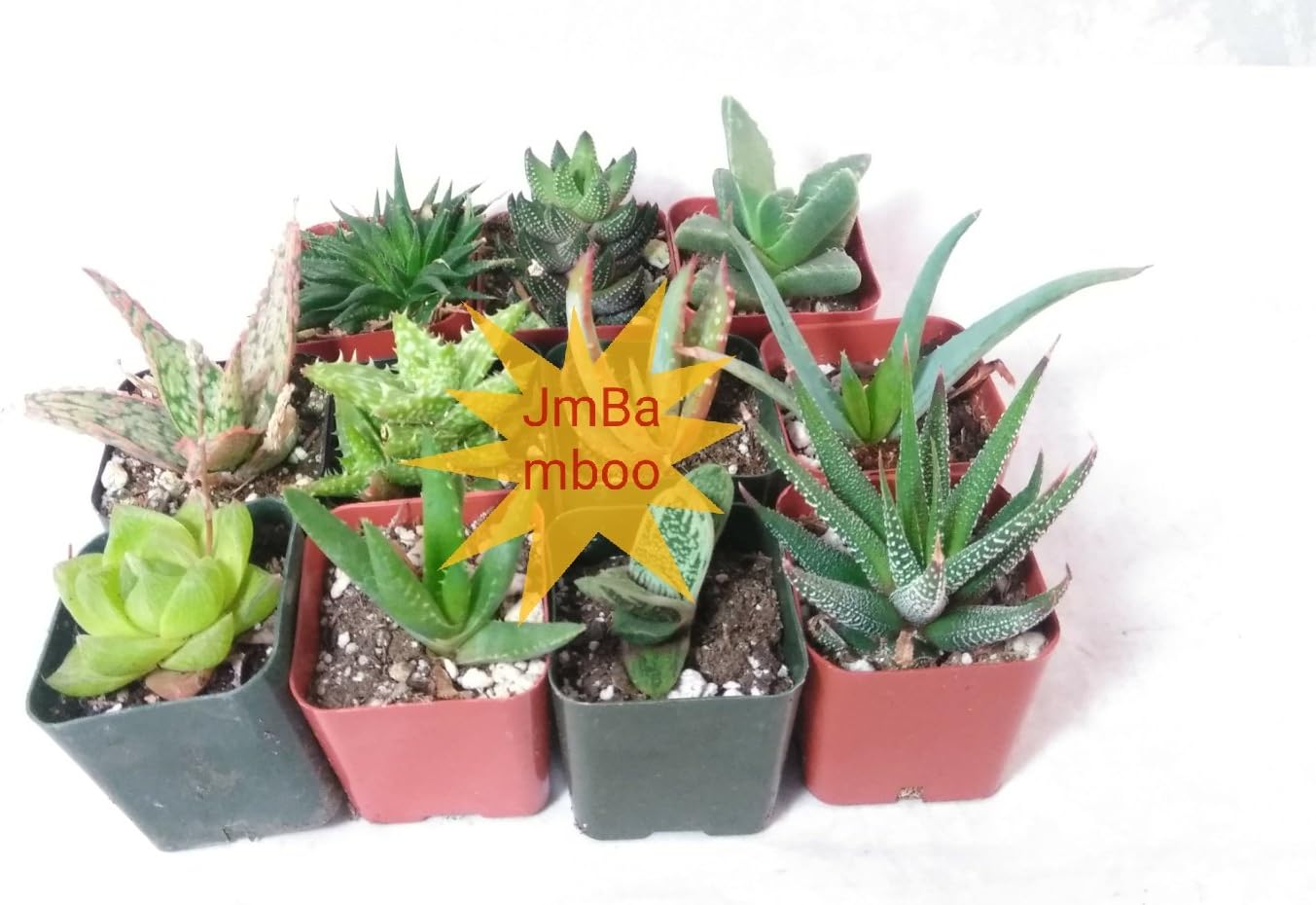 7 Different Aloe Plants - Easy to grow/Hard to Kill! - 2" Pots unique from Jmbamboo