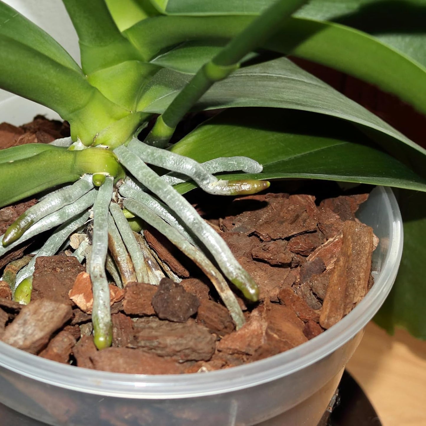 Orchid Bark 1qt, Natural Pine Bark Mulch for Plants, Great for Orchids, Succulents, Cactus, Bonsai, Ideal for Houseplant Mulch