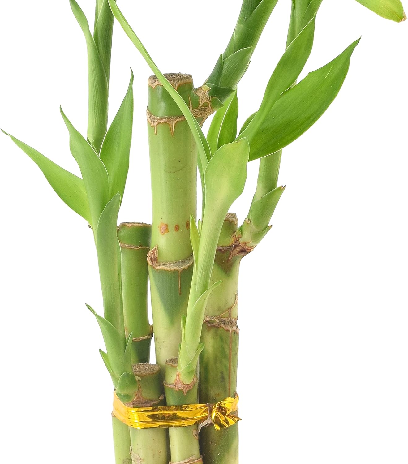 LV24 5-Stem Lucky Bamboo, Live Indoor Plant in Aged Wood Planter for Home, Work, or Gift, Medium ***Cannot Ship to Hawaii***