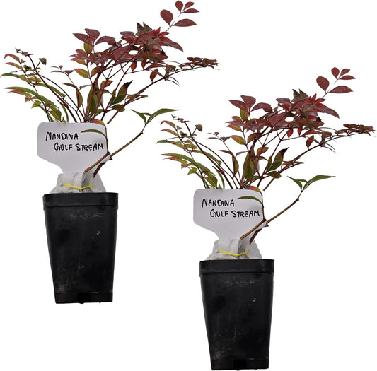 Nandina Gulf Stream - Nandina domestica. Compact Heavenly Bamboo | Year-Round Color | Low Maintenance Shrub | Drought Tolerant | Live Plant (2 Nandina Gulf Stream Cups)