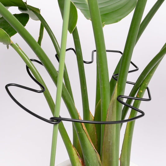 5PCS Black Monstera Plant Stem Support 9x7.6in - Adjustable & Durable Indoor Plant Stake for Cactus and Climbing Plants - Ideal Leaf Support for Gardening & Home Decor