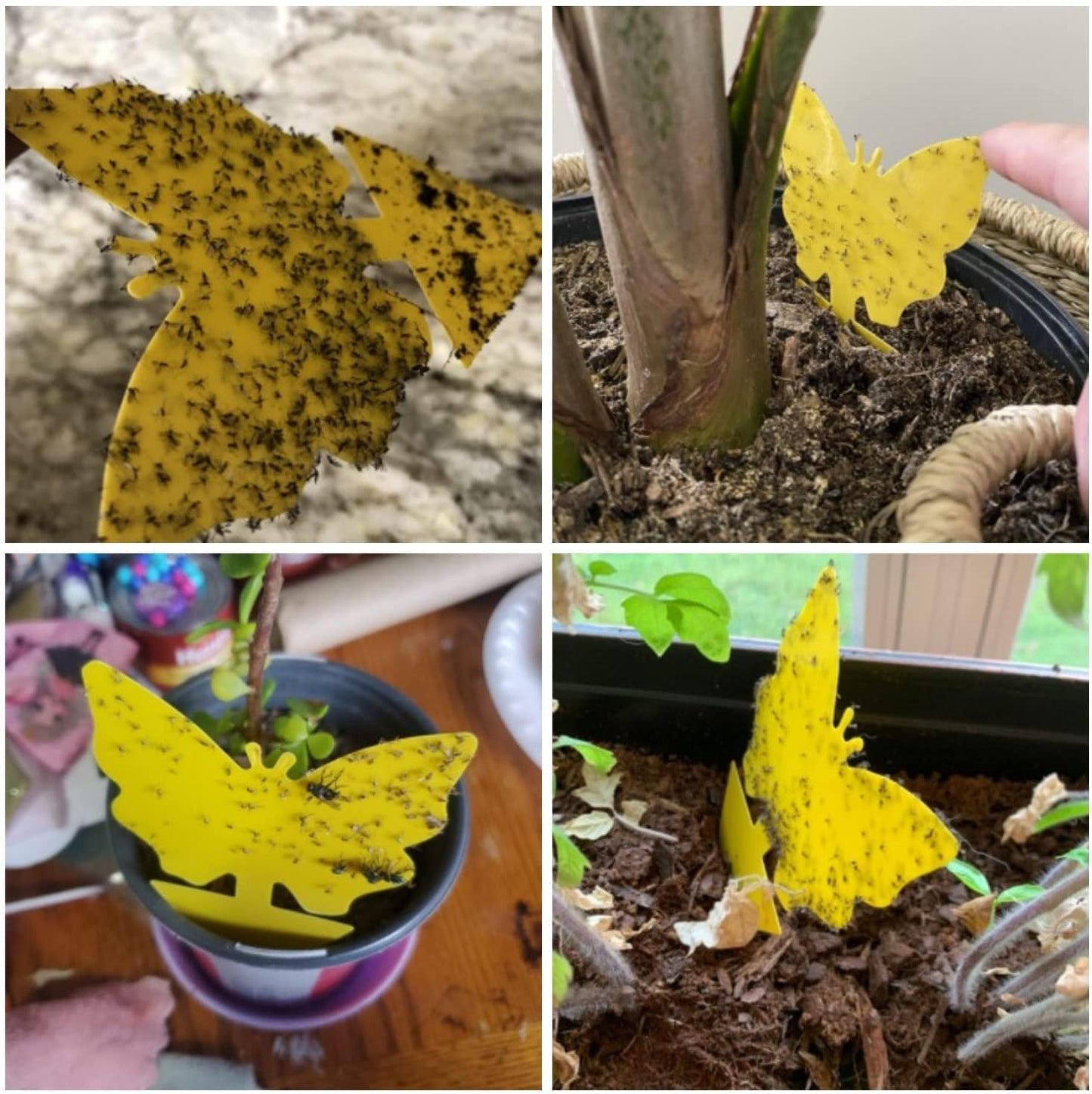 40 Pack Fungus Gnat Traps for House Indoor, Fungus Traps Fruit Fly Traps for Indoors Gnats Sticky Traps for Plants Yellow Sticky Traps for Gnats