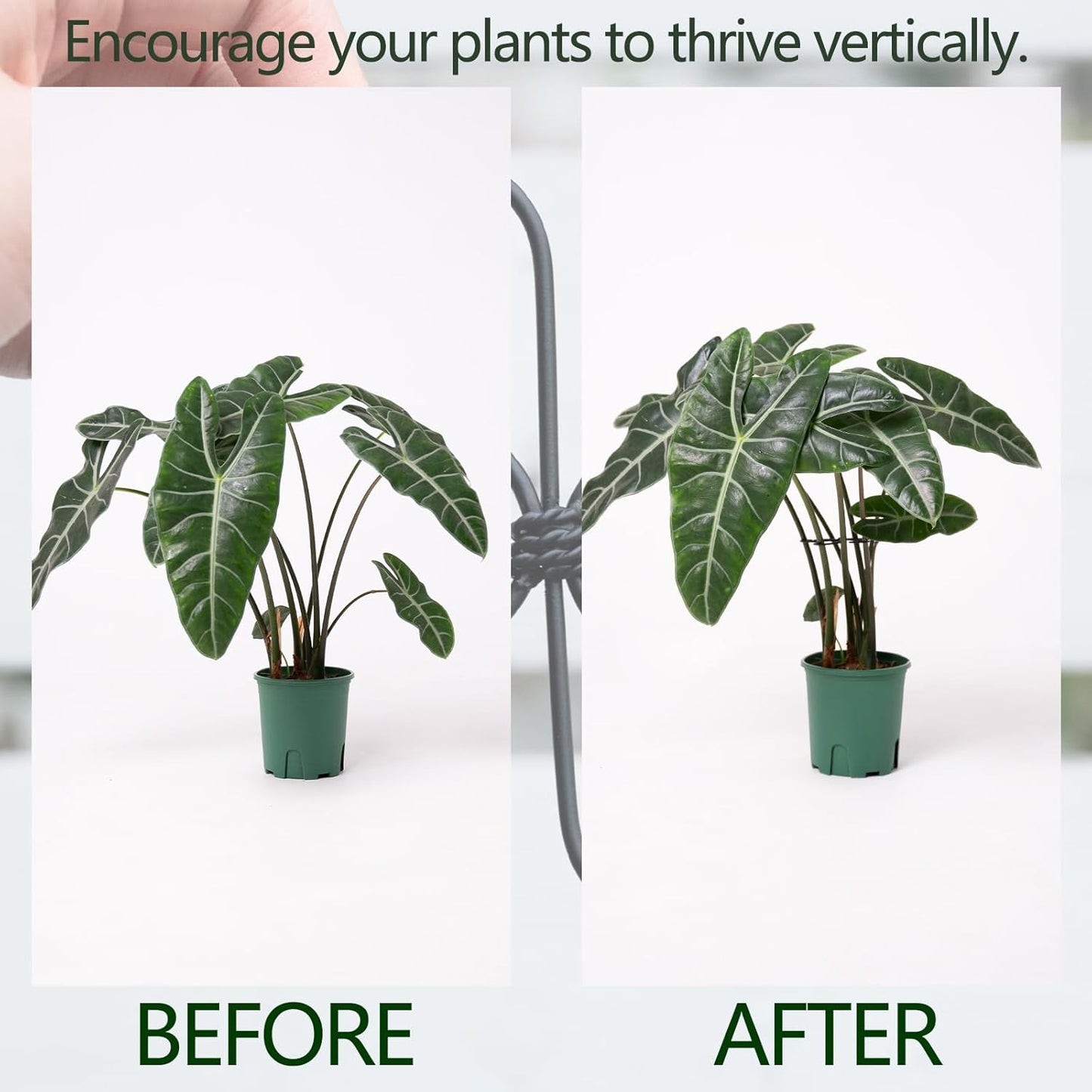 Monstera Plant Support Hook - 4.1x4.1IN 5PCS, Durable Adjustable Stem Support System, Gentle Protection for Monstera and Fishbone Cactus, Professional Indoor Plant Stabilizer