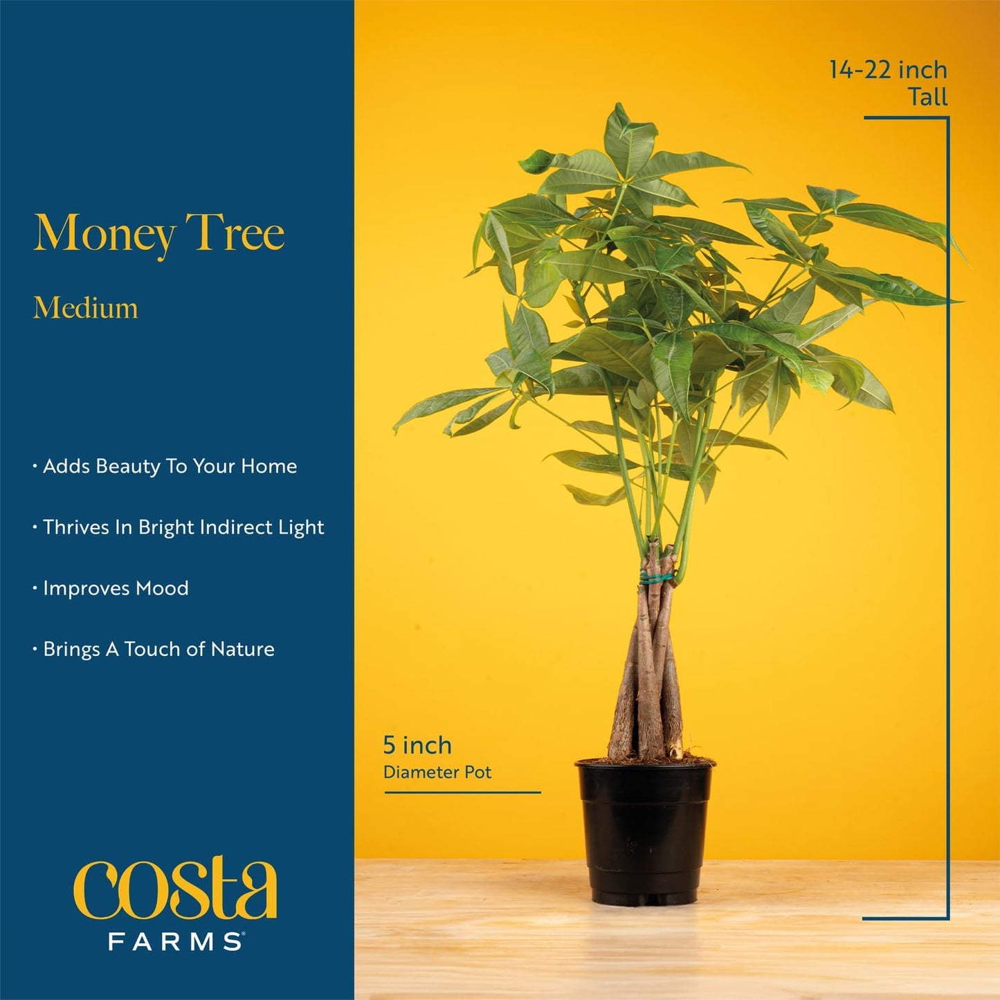Costa Farms Money Tree Live Plant | 12-16 Inches Tall Bonsai | Easy to Grow Indoor Houseplant in Plant Pot | Home, Office, or Room Decor | Birthday, Housewarming Gift