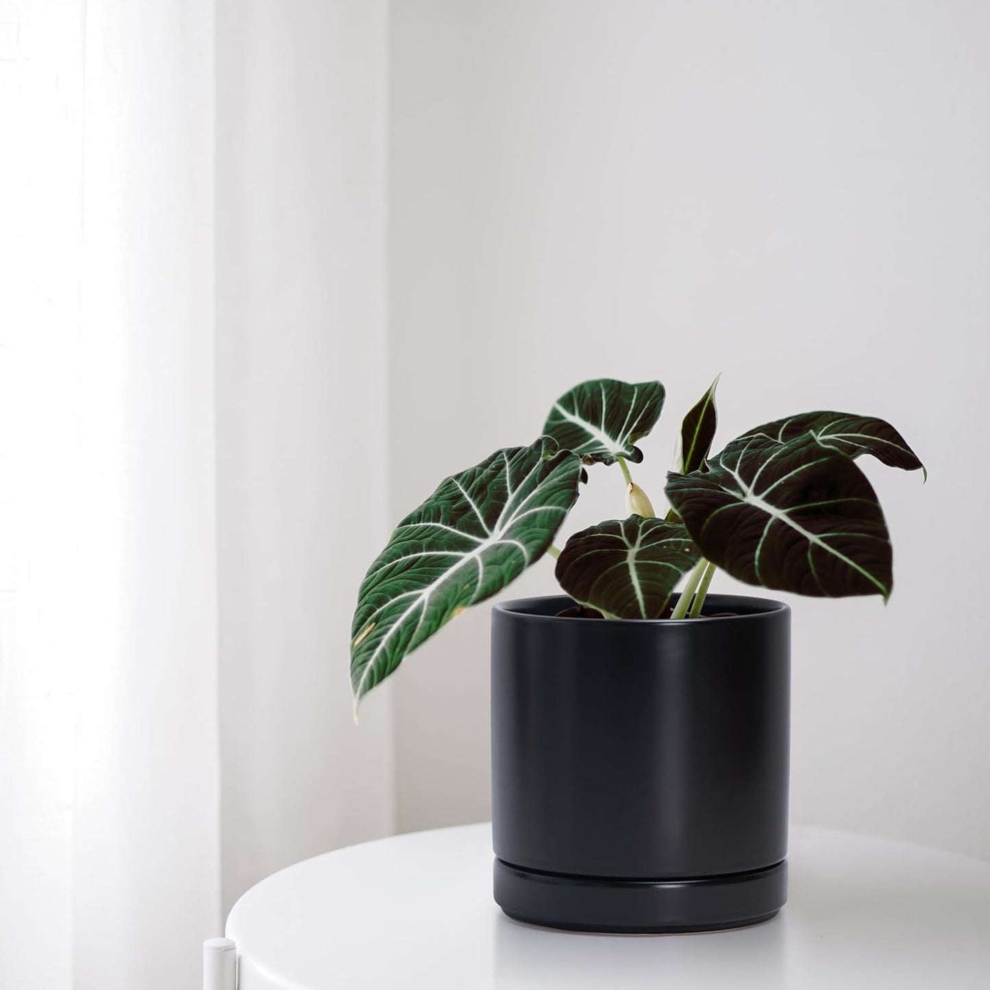 D'vine Dev Set of 2 Plants Pots, 6.5 Inch Ceramic Planter Pot for Plants with Drainage Hole and Saucer, Black, 94-V-C-2