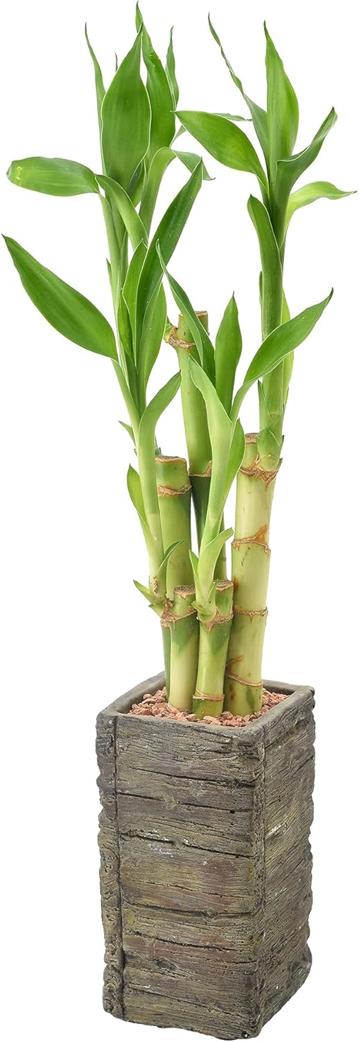 LV25 5-Stem Lucky Bamboo, Live Indoor Plant in Aged Wood Planter for Home, Work, or Gift, Dark ***Cannot Ship to Hawaii**