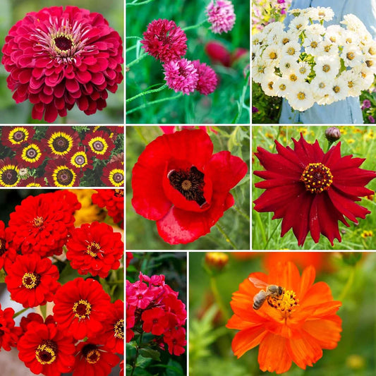 Eden Brothers Big Red Flower Mixed Seeds for Planting, 1 lb, 480,000+ Seeds with Painted Daisy Flame, Zinnia, Red Phlox | Attracts Pollinators, Plant in Spring or Fall, Zones 3, 4, 5, 6, 7, 8, 9, 10
