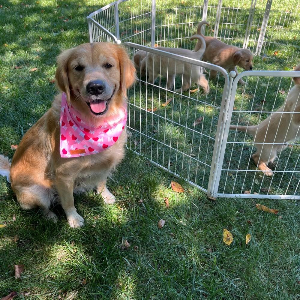 FXW Garden Fence Outdoor for The Yard – 32in(H) x 72.9ft(L) Heavy Duty Metal Animal Barrier for Dog and Rabbit, Decorative Dog Fence, 32 Panels, White