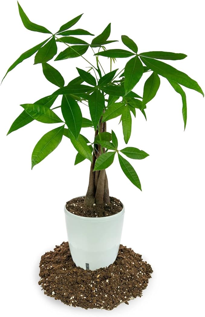 Money Tree Potting Soil - 10 Quart - Soil Mix for Planting or Repotting Guiana Chestnut, Soil Blended to Properly Grow Money Tree Plants (2 Bags of 5 Quart)