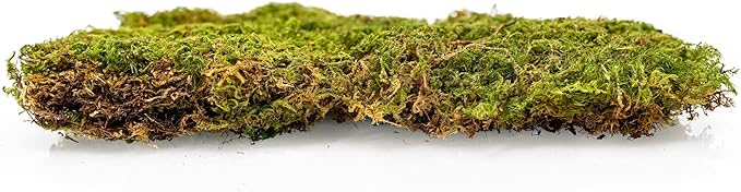 Preserved Sheet Moss in Natural Green | Decorative Real Natural Green DIY Kit Terrariums Gardenning Art Wall Decor Florist Decor Easter Table Decor Wedding - 5 Quart