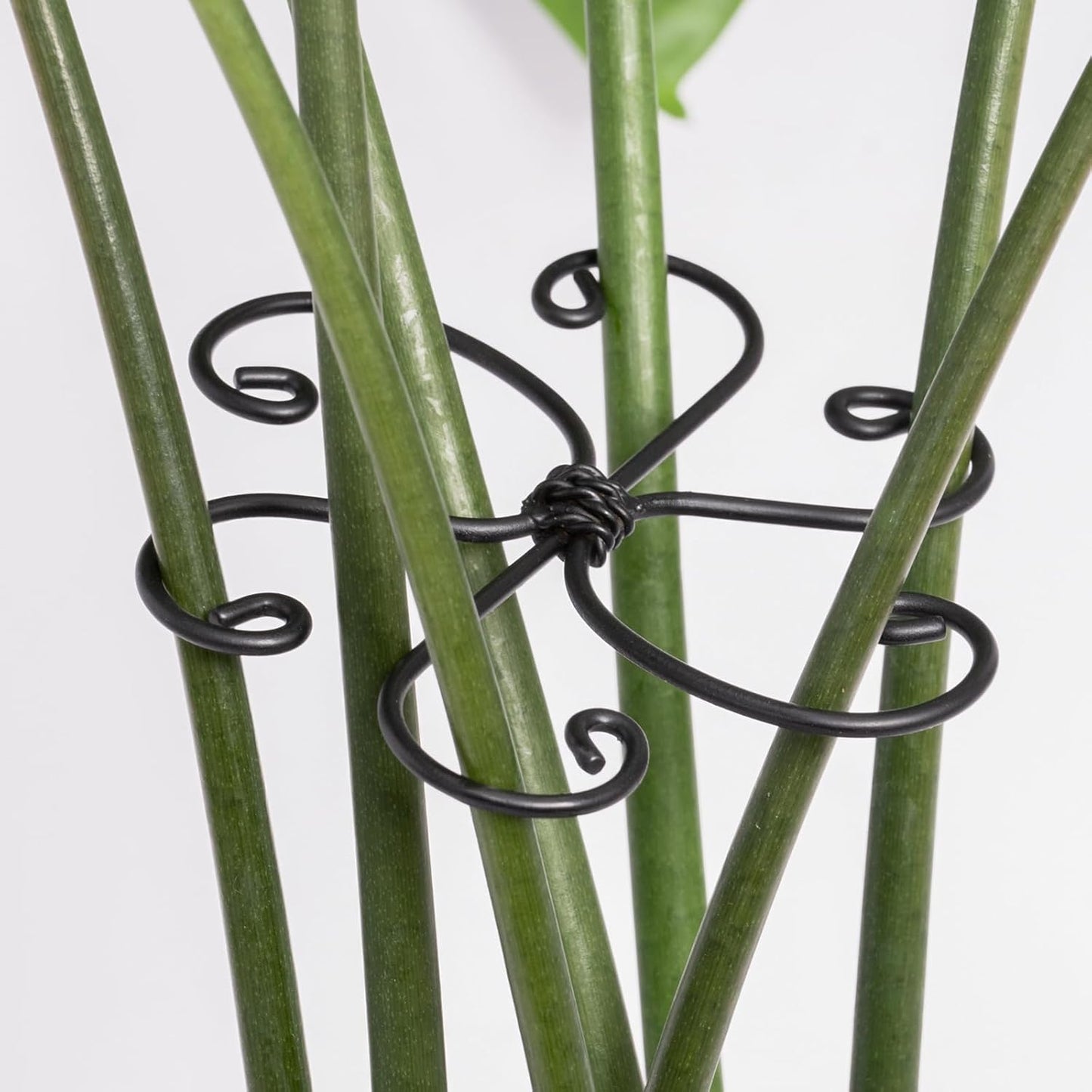 Monstera Plant Support Hook - 4.1x4.1IN 5PCS, Durable Adjustable Stem Support System, Gentle Protection for Monstera and Fishbone Cactus, Professional Indoor Plant Stabilizer