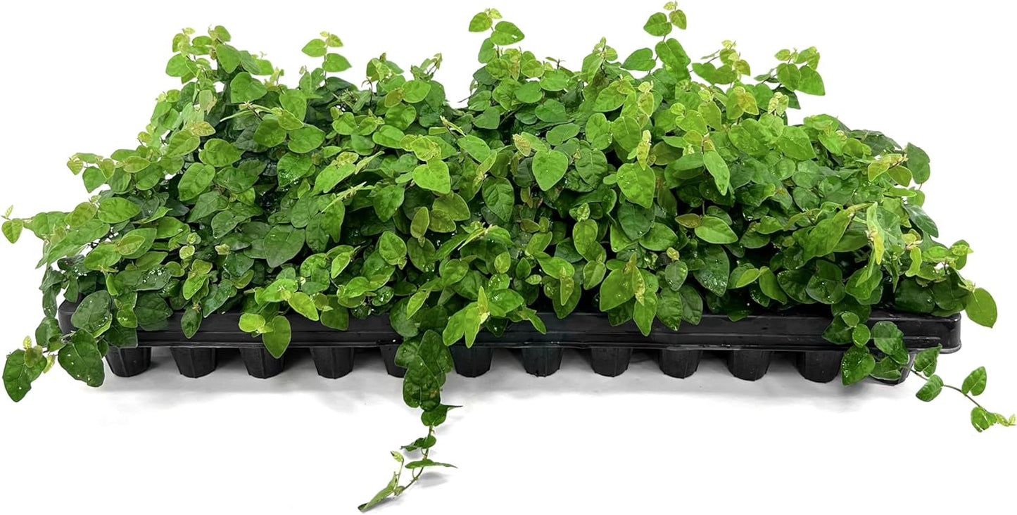 Creeping Fig Vine | 40 Live Plants | Ficus Pumila | Fast-Growing Ground Cover | Evergreen Climbing Vine for Walls & Trellises