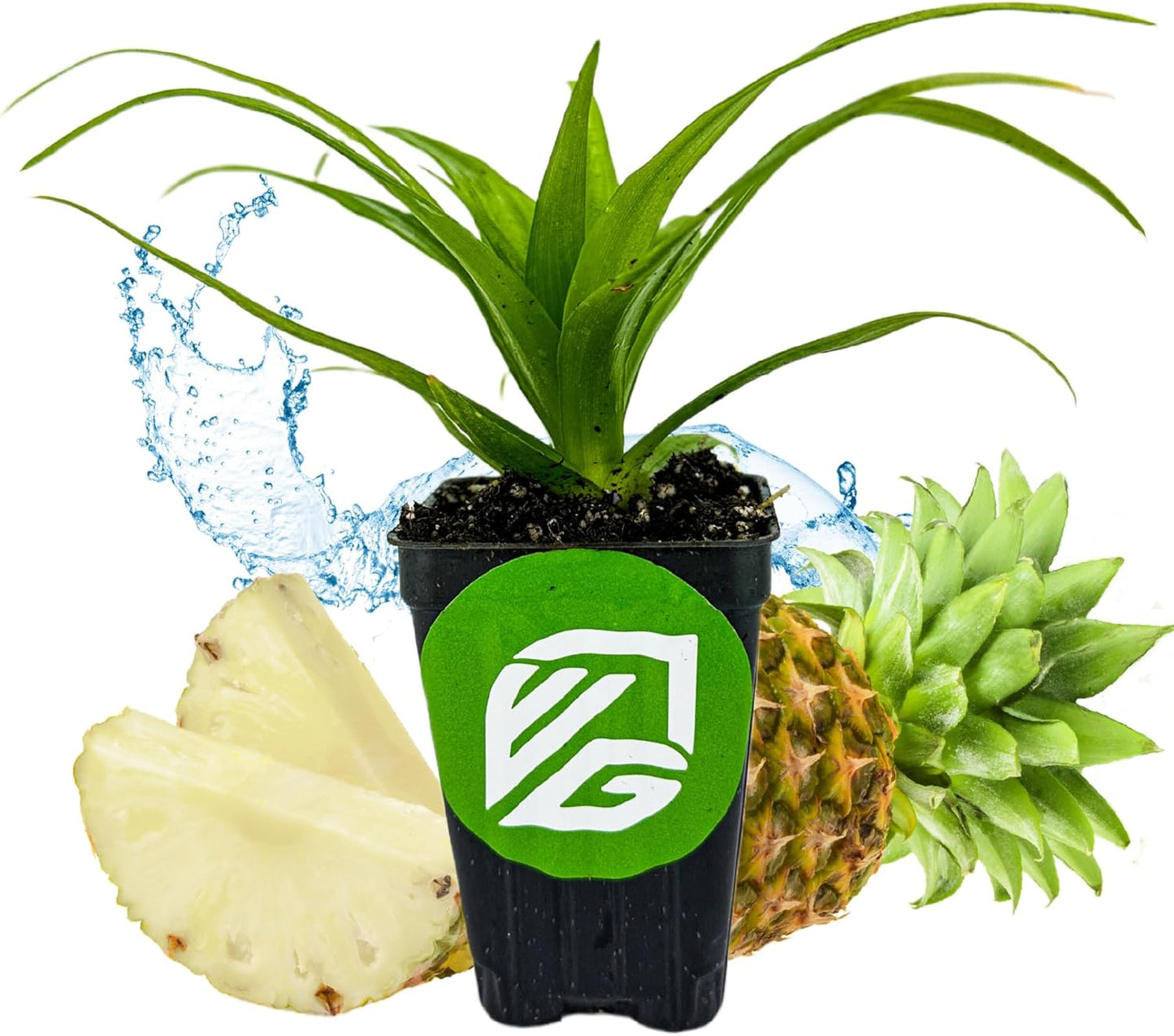 White Jade Pineapple Live Plant - Ananas Comosus - Wellspring Gardens Starter Plant - Ideal Pineapple Plant Live Easy to Grow Starter Plant Great for Outdoor and Patio Planting Growth Potential