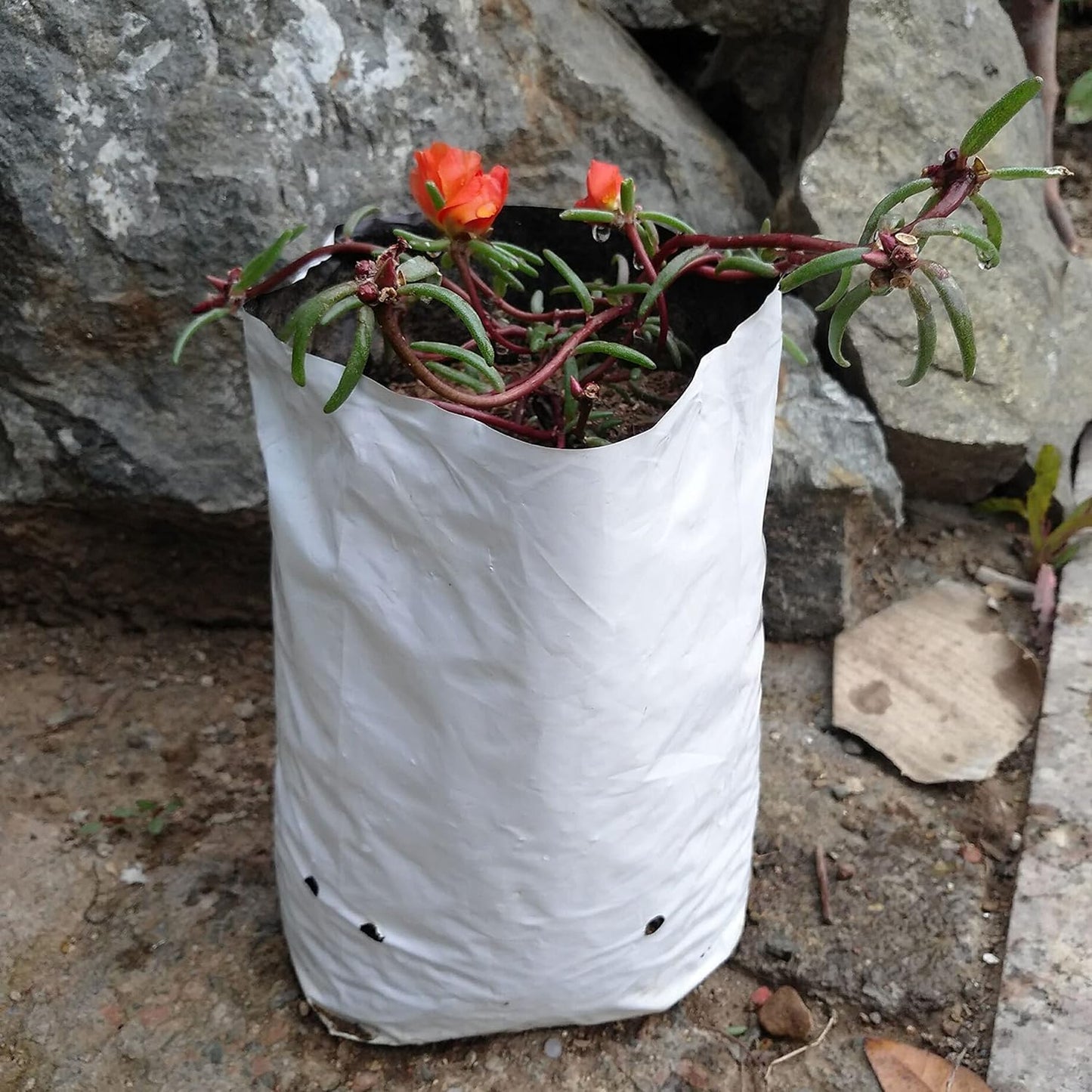 TEXALAN(R Poly Grow Bag Planters Panda Film Black and White 7 Gallon 25pcs