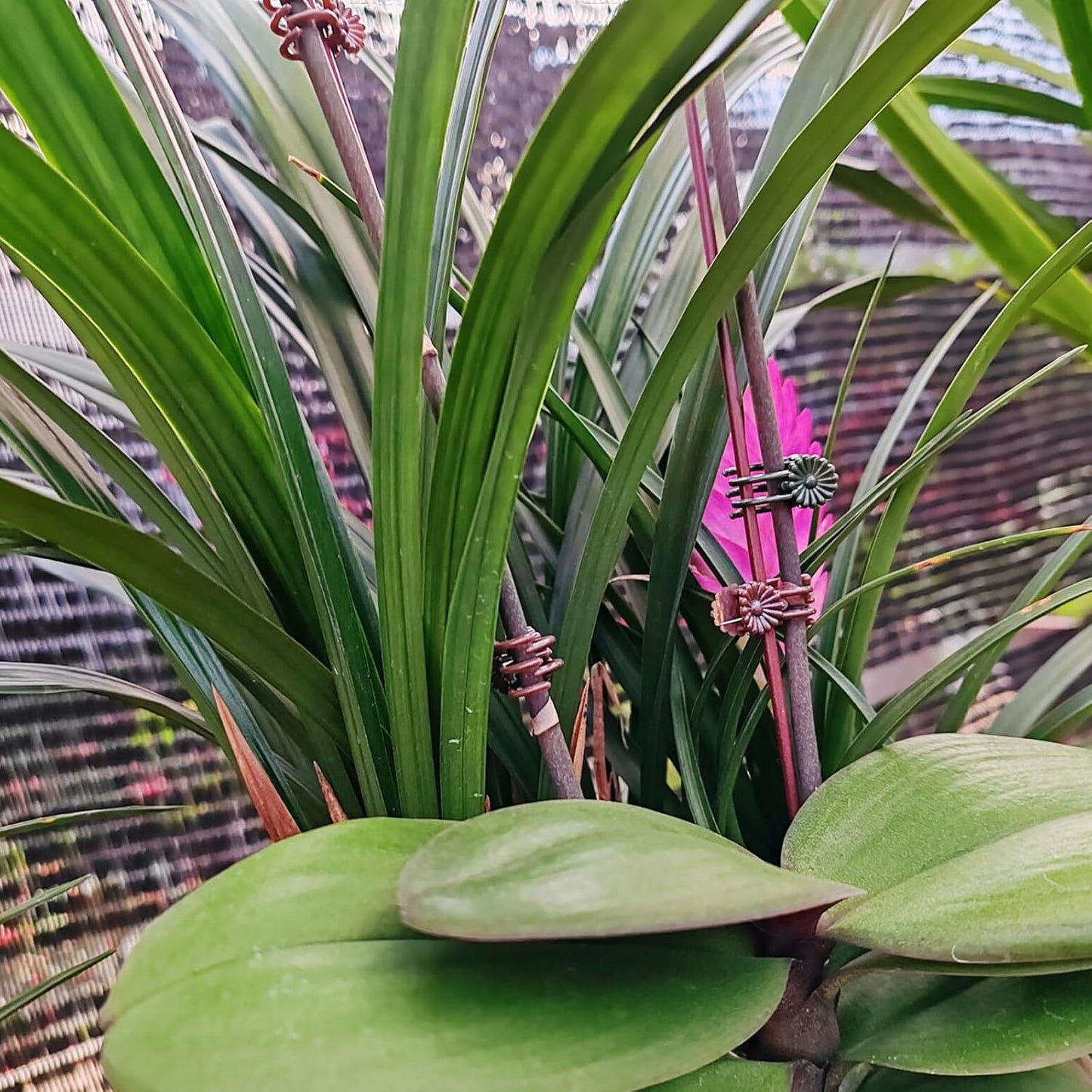 RONYOUNG 200PCS Plant Clips, Orchid Clips Plant Orchid Support Clips Flower and Vine Clips for Supporting Stems Vines Grow Upright Dark Green