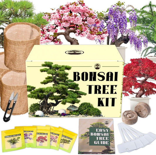 5 Types Bonsai Tree kit - Bonsai Starter Tools Set with Soil, Pots, Scissor, Plant Makers, Grow Tree Indoor, Beginner Plant Gifts for Home Garden, Women, Men