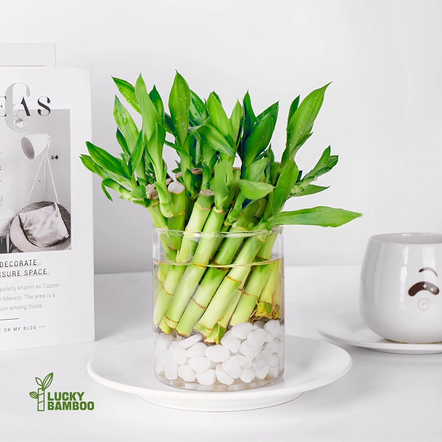 Lucky Bamboo Plants Live Indoor (10 Stalks, 4 Inch) - Fresh House Plants for Office Desk, Home Decor, for Positive Energy, Prosperity & Easy Care