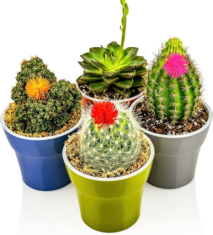 Professional Succulent Soil Premium All Purpose Blend | Pre-Mixed Ready to Use for Cactus and Succulents | Sphagnum Peat Moss, Perlite, New Zealand Pine Bark - Made in USA - 1 Quart