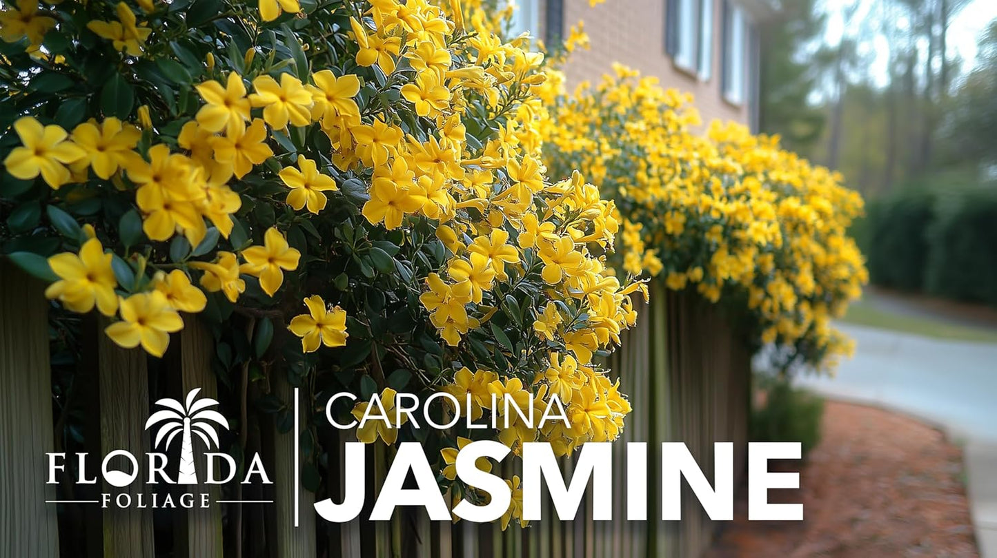 Carolina Jasmine | 3 Live Plants | Gelsemium sempervirens | Fast-Growing Flowering Vine for Trellises & Fences | Climbing Landscape Plants