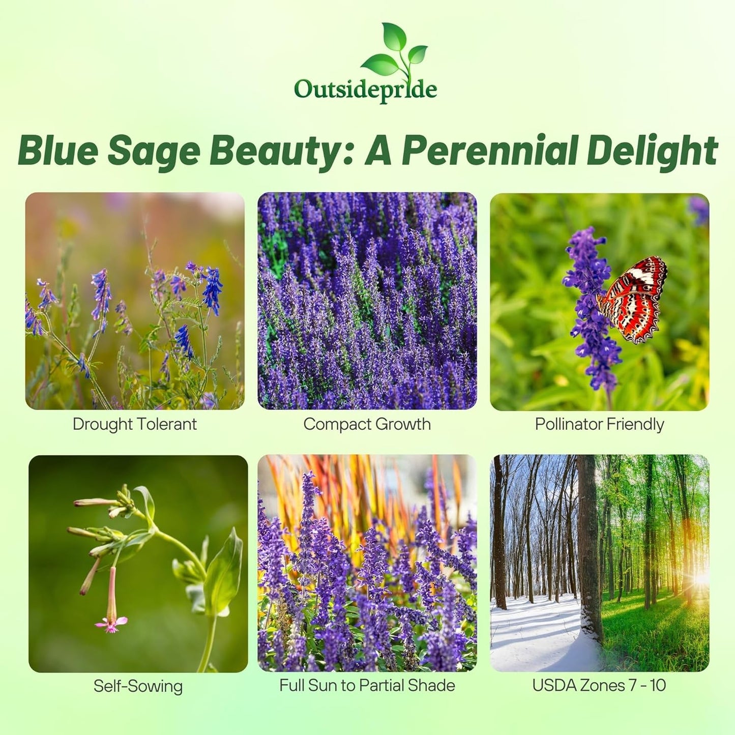 Outsidepride Blue Sage Seeds - 1/2 Lb. Perennial, Drought-Tolerant & Deer-Resistant Wildflower Seeds w/Fragrant Blooms for Pollinator Attractant for Butterfly & Hummingbird Gardens & Landscaping