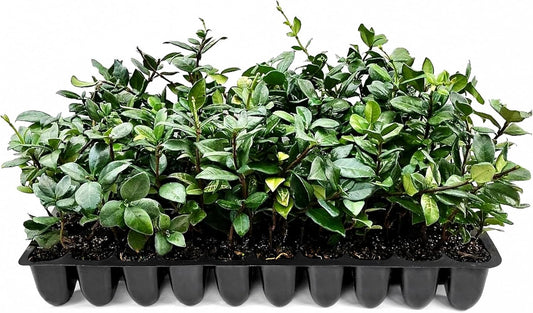 Star Jasmine | 40 Live Plants | Trachelospermum Jasminoides | Fragrant Blooming Evergreen Vine, Low Maintenance, Climbing, White Flowers, Attracts Pollinators, Drought Tolerant