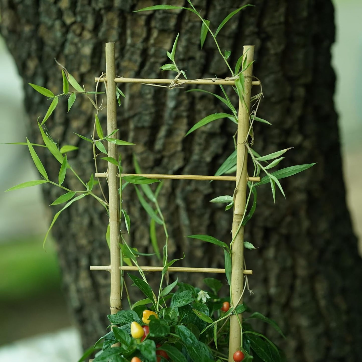 Natural Bamboo Trellis 16inch for Climbing Plants 6 Pack - Plant Ladder Trellis with Garden Ties, Outdoor Decorative Plant Support Stakes for Vines Flowers Vegetables (Ladder-Shape)