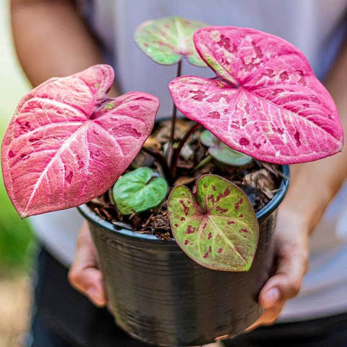 Caladium Plant Potting Soil - All-Natural Blend for Thriving Caladium Plants - Boosts Root Health and Foliage - 10 Quart