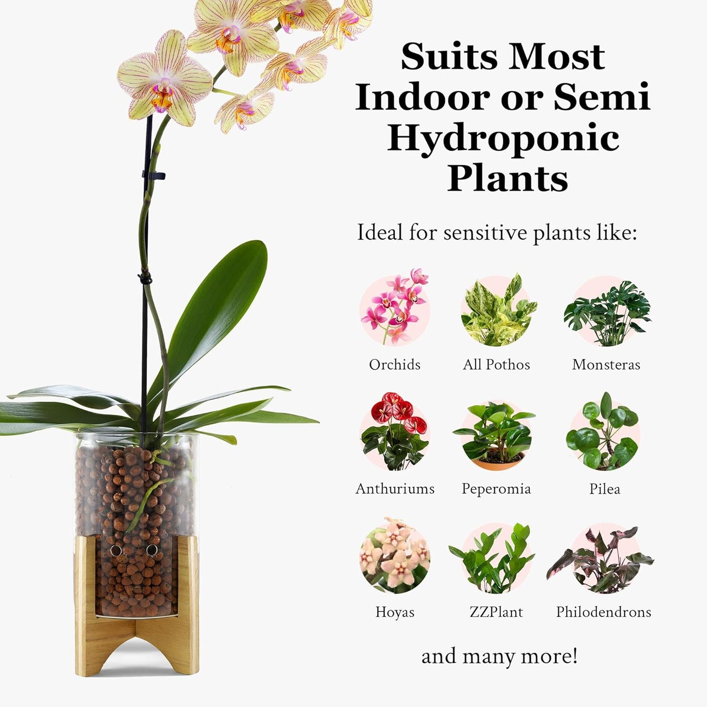 Pot & Pebble - C6 Glass Planter with Decorative Wood Base - Plant Propagation Station with Water Level Control - Plant Cutting Holder for LECA Clay Pebbles/Similar Media - Semi Hydroponic Planter